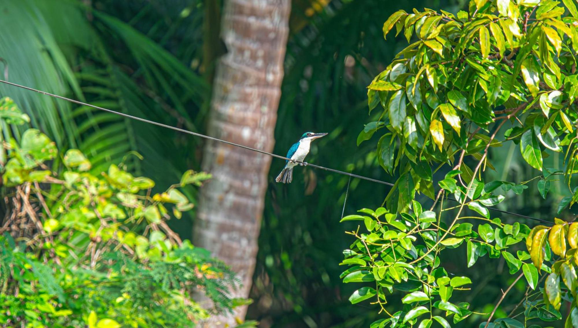 Water To Forest Ecolodge Loboc Ngoại thất bức ảnh